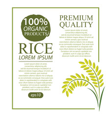 Rice. Vector illustration.
