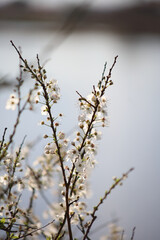 Spring blossom branches in soft natural light