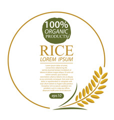 Rice. Vector illustration.