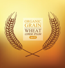 Ears of wheat. Vector illustration.