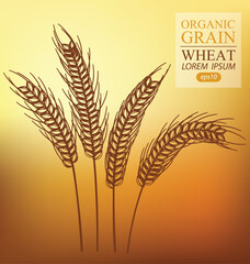 Ears of wheat. Vector illustration.