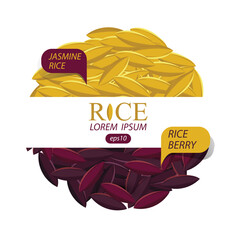 Jasmine rice, Rice berry, Rice grains vector illustration.