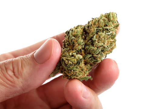 Hand full holding medical marijuana bud isolated on transparent or white background