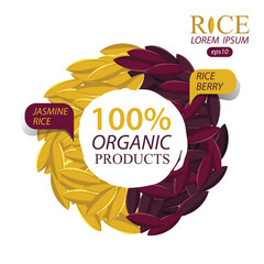 Jasmine rice, Rice berry, Rice grains vector illustration.
