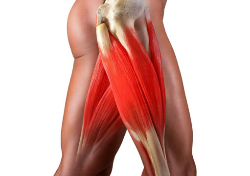 Inflamed Psoas Major. isolated on transparent or white background