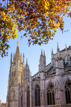 The Tour Pey Berland, featuring a golden Virgin Mary statue, stands beside the Cath&eacute;drale Saint-Andre, framed by autumn leaves. Bordeaux. France