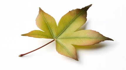 Fototapeta premium Stunning Closeup of Single Autumn Maple Leaf on White Background