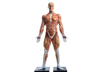 Obraz premium Study of the physiology of the Model and the parts of the human Model in the laboratory isolated on transparent or white background
