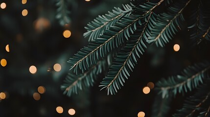 Dark Green Pine Branches with Golden Bokeh Lights Festive Winter Holiday Background
