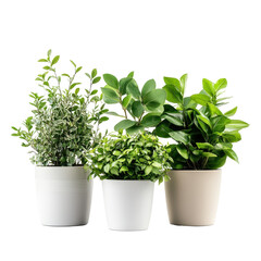 Naklejka premium Desk Plants, A bright and spacious office interior with multiple workstations and natural light from large windows, isolated on transparent background
