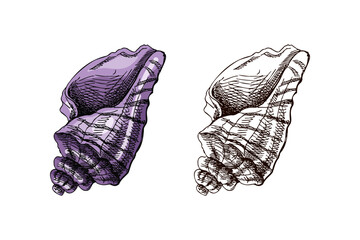 Hand drawn vintage seashell in pastel purple color with monochrome version, elegant marine sketch vector illustration
