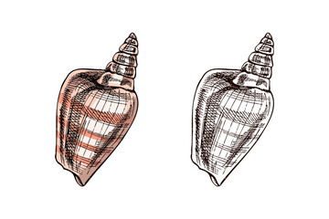 Hand drawn vintage sketch of spiral conical seashell in pastel pink color with monochrome version, isolated vector illustration