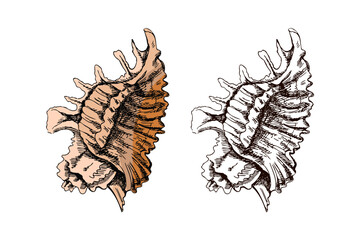 Hand drawn vintage sketch of spiky marine shell in pastel brown color with monochrome version, isolated vector illustration