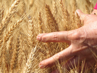 wheat in hand