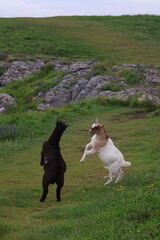 Two playful baby goats frolicking on coastal grassy cliffs