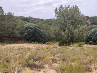 Spanish agriculture