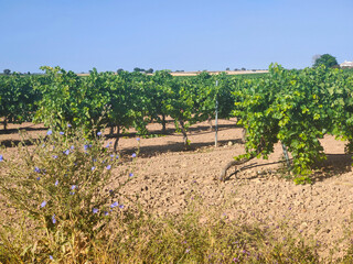 Spanish agriculture