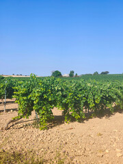 Spanish agriculture
