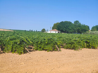 Spanish agriculture