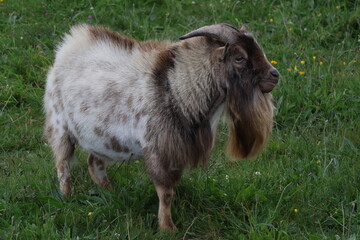Male goat standing in green meadow