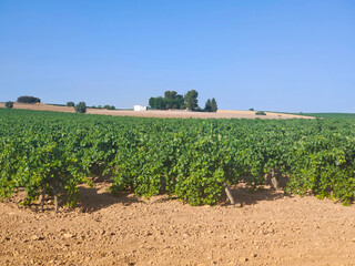 Spanish agriculture