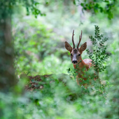 Portrait of roe deer buck among the vegetation in an undergrowth. Capreolus capreolus, Touraine,...