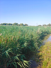Spanish agriculture
