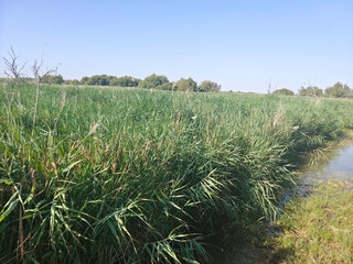 Spanish agriculture