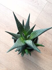Home plant