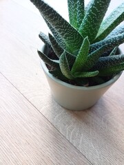 Home plant