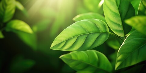 Lush Green Leaves in Sunlight