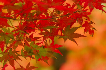 グラデーションの美しい紅葉