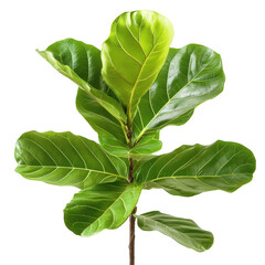 Fiddle Leaf Fig, A vibrant green fiddle leaf fig plant with large, glossy leaves on a slender stem, perfect for home decor and adding a touch of nature indoors, isolated on transparent background