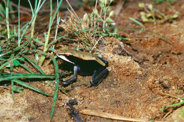 Amphibians frog Indian bi-colour rana curtipes