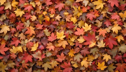 Colorful Seasonal Autumn Background Pattern Vibrant Carpet of Fallen Forest Leaves