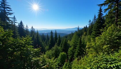 Beautiful View of the Rainforest on a Sunny Summer Day in MacMillan Provincial Park Vancouver Island British Columbia Canada
