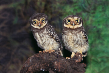 Spotted Owlet small bird pair owl athene brama 
