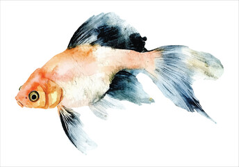 goldfish tropical watercolor vector illustration, underwater ocean animal art isolated on white background