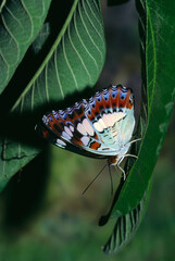 Insects Indian butterfly commander Moduza Procris on green leaf