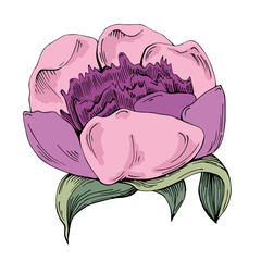 Elegant peonies flower illustration in realistic botanical style, isolated on white background, perfect for wedding invitations, floral prints, greeting cards, packaging design, and romantic decor