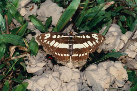 Insects butterfly Indian common sergeant athyma perius