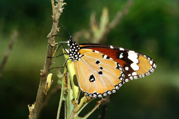 Obraz premium Insects butterfly plain tiger