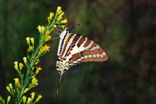 Insects butterfly Indian spot swordtail pathysa nomius on flower