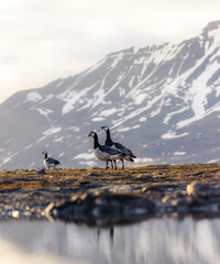 Closeup of barnacle geese, reflection visible in pond, Svalbard