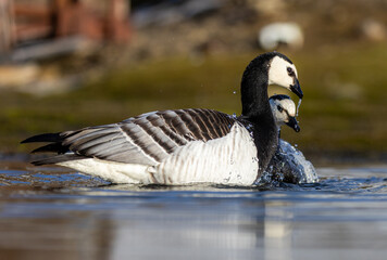 Closeup of barnacle geese, reflection visible in pond, Svalbard