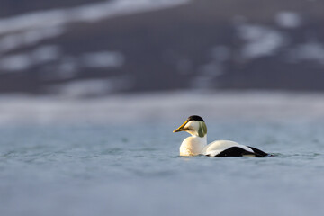 Common eider closeup Svalbard, Norway