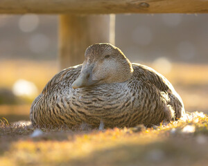Common eider closeup Svalbard, Norway