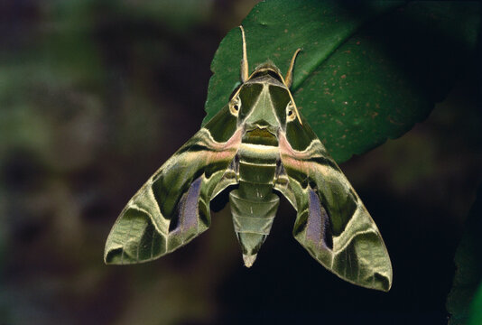 Insects moth Indian oleander hawkmoth daphnis nerii