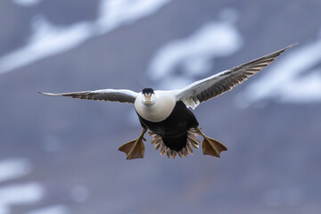 Flying common eiders, Svalbard, Norway
