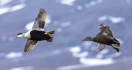 Flying common eiders, Svalbard, Norway